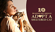 10 Reasons You Should Adopt a Sheltered Cat - DiscountPetMart