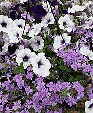 Gardening Tip - Caring for your Hanging Baskets - Nunan Florist & Greenhouses