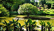 Bask in the Beauty of the Peradeniya Botanical Gardens