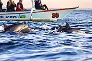 Dolphin sightings at Lovina