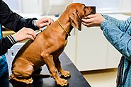 The Benefits of a Pet Pharmacy