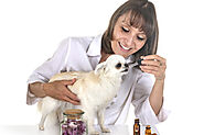 Herbal and Alternative Pet Therapies