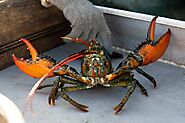 How Do Lobsters Communicate? Weirdest Way Possible. It's Really Crazy
