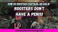 How Do Roosters Fertilize Eggs Without A Penis - Expanded Fun Facts