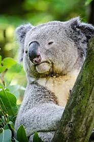 Holding a Koala at Lone Pine Koala Sanctuary