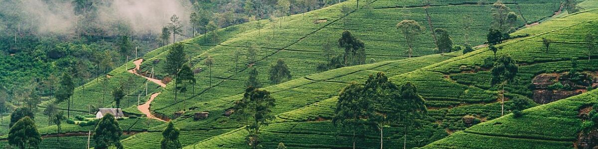 Headline for The Top Things to See and Do in Nuwara Eliya, Sri Lanka - Lose yourself in the glories of ‘Little England’