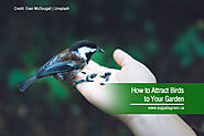 How to Attract Birds to Your Garden - Augusta Green Sprinklers Inc.