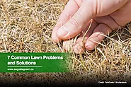 7 Common Lawn Problems and Solutions | Augusta Green Sprinklers Inc.