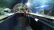 Kelly Tarlton’s Sea Life Aquarium