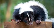 Signs Indicate That You Need a Skunk Removal