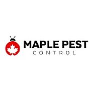 General Causes of Beg Bug Infections | by Maple Pest Control