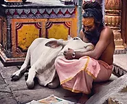 Why do Hindus worship cow ? Indian vs Crossbred Cows Study