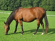 American Quarter Horse » Horseque