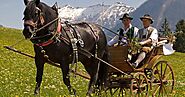 Abtenauer Horse ( Breed History – Characteristics)