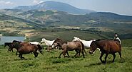 Albanian Horse ( Breed History – Characteristics )
