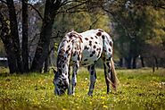 Appaloosa Horse ( Breed History – Characteristics)