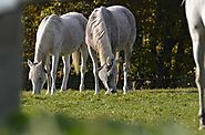 Arabian Horse ( Breed History – Characteristics)