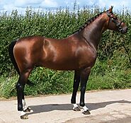 Austrian Warmblood Horse ( Breed History – Characteristics) » Horseque