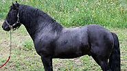 Bardigiano Horse ( Breed History – Characteristics) » Horseque