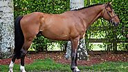 Belgian Sport Horse ( Breed History – Characteristics)