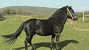 Bosnian Mountain Horse ( Breed History – Characteristics) » Horseque
