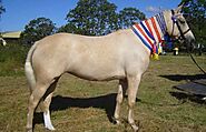 Brumby Horse Breeds ( Breed History – Characteristics)