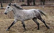 Bashkir Horse Breed ( Breed History – Characteristics)