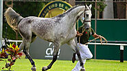 Brazilian Sport Horse ( Breed History – Characteristics) » Horseque