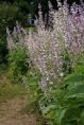 HerbClip: Clary Sage Essential Oil, but Not Lavender Essential Oil, Reduces Stress during Urodynamic Examinations