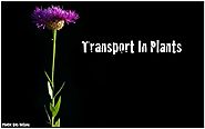 Transport in Plants - Untamed Science