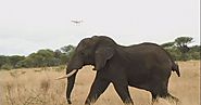 Drones keep elephants away from danger in Tanzania - Thelittlenews.com
