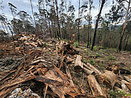 State of the Environment report shows 'shocking' decline of Australia's wildlife and natural ecosystems - Australian ...
