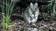 State of the Environment report highlights mammal extinctions and bushfires as WA worries - ABC News