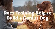 Brain Training for Dogs: Does Training Help to Build a Genius Dog - mobhack9