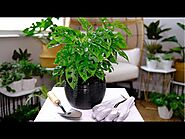 Swiss Cheese Plant (Monstera Adansonii) Care & Growing Guide - Plant Mom Care