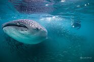 Snorkel with whale sharks