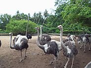 Spend Time at Desaru Ostrich Farm
