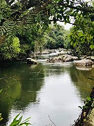 Nachchimale Stream