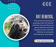 Rat Removal