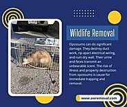 Wildlife Removal