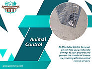 Animal Control Miami