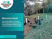 Muscovy Duck Florida