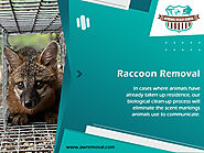 Raccoon Removal Near Me