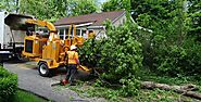 Get The Best Tree Removal Service in Very Comfort Price | Island Tree Style