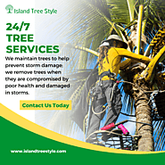Top Leading Maui Tree Company Island Tree Style