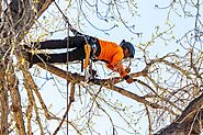 Arborist Tree Trimming Services