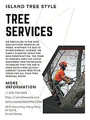 Get The Best Tree Service at Very Comfort Price | Island Tree Style