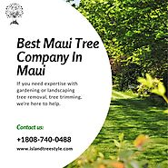 Best Maui Tree Company In Maui, Hawaii - Island Tree Style