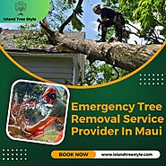 Emergency Tree Removal Service Provider In Maui - Island Tree Style