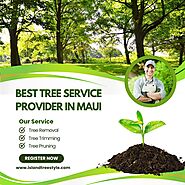 Best Tree Service Provider In Maui - Island Tree Style